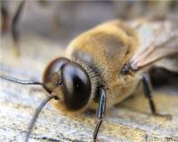 Werden Drohnen aus dem Bienenstock vertrieben?