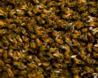 When the bees die out.  Bees are dying off en masse.  How to save them