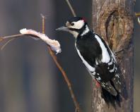 Орнитолозите признаха големия синигер за най-полезната птица за градината: как да привлечем скорец