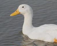 Cherry Valley ducks - description of the breed Cherry Valley duck description of the breed